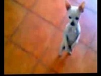 cachorros engracados dancando funk