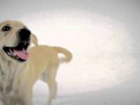 Cao em Quadrinhos - Melhores Amigos