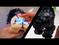 Videos engraçados - Momentos hilariantes