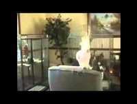 Os 10 Animais Mais Engraçados da Internet