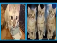 Os Videos Mais Engraçados de 2013 e 2014 - Os Gatos Mais Engraçados - Animais engraçados