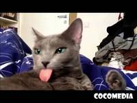 Videos engraçados   Melhores videos engraçados 2014 Animais Tombos Bebes engraçados 2014 para rir1