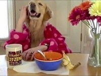 Animais engraçados e inteligentes