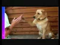 Animais me fazem rir! :)