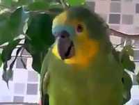 Papagaio chorando igual bebê