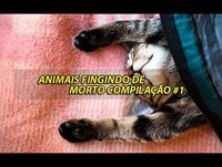 Animais fingindo de morto Compilação #1