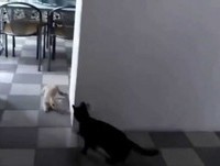 Gato Malandro / Videos Engraçados