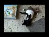 MORRA DE RIR  - Gatos Engraçados