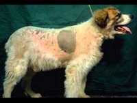 Wonderful World Vet School Version