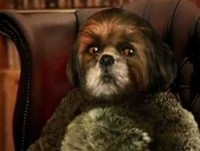 Bruno Aleixo - A mim que me importa