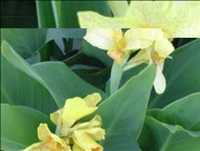 Flowers - Portugal - http://planeta.clix.pt/jorgetavares