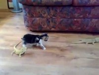 Gatinho da Mortal Para Trás - Tente Não Rir