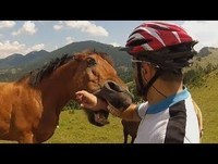 OS MAIS ENGRAÇADOS 2013 - ATAQUE DE ANIMAIS 2013 - VIDEO VIRAL HD