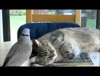 Videos gatos engraçados loucos. Animais engraçados