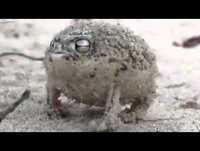 A COISINHA MAIS ENGRAÇADA DO MUNDO: Um curioso sapo-de-chuva