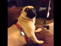 Animais mais Fofos e engraçados do Mundo