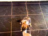 Cachorro engraçado (funny)