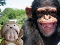 Macaco interagindo com o Bebê, engraçado.