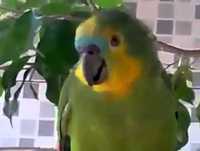 Chora não bebê kkkk muito engraçado