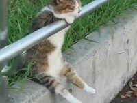 Gato Com Deprê / Videos Engraçados