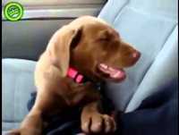 Videos engraçados de Animais Muito Fofo