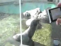 FOCA PROCURANDO SUA AMIGA