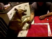 Jogando queda de braço com cachorro