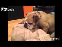 [ENGRAÇADO] - Animais tentando não domir