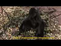 Animais bêbados de amarula COMPLETO!!