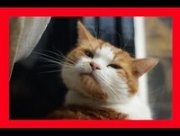 Funny Cat Videos Compilation Funny Cats Video Animals Funny Fails 2014 best vines cat vines 2014