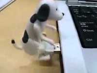 Pen drive canino - Vídeo Engraçado WhatsApp (NOVO) 2015