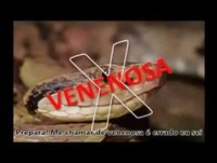 Show das venenosas - Paródia