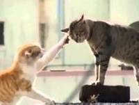 VIDEOS ENGRAÇADOS PARA RIR