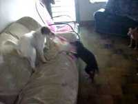 cachorros engraçados - vitória vs johnny