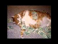 GATOS! ¡Lindo! Novelty