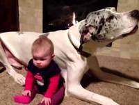 Animais engraçados e criança