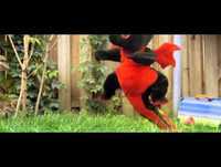 Dragon Baby - Bebe KungFu - Bebe Ninja - Fantastico