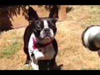 Top 5 lustige Hunde, Oktober 2013 [HD Video]