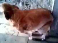 Whatsapp Videos Engraçados Cão Dançarino Videos Engraçados 2014