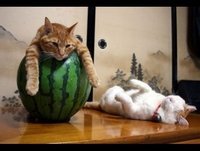 Animais engraçados. Gatos engraçados