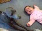 Cachorro Imita Bebê Chorando