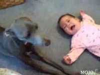 Cachorro Imita Bebê Chorando