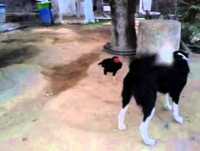 DUELO CACHORRA´´VACARIGA``X GALO´´GALOSAN``