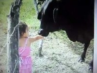 O   Segredo   do   Boi.. manço.