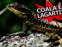 PIADA DO COALA E A LAGARTIXA - Vídeos Engraçados do WhatsApp/Facebook para RIR 2015