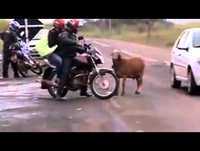 Animal falante engraçado