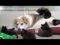 Os mais Engraçados do Mês 1 - NÃO á Violência Animal