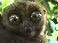 Para Rir Muito-André Júnior