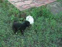 Animais engraçados Ana e Sofia parte 1
