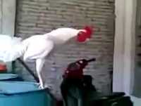 GALO RIZADINHA PARA RIR DE MAISS KKKKKKK